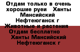 Отдам только в очень хорошие руеи - Ханты-Мансийский, Нефтеюганск г. Животные и растения » Отдам бесплатно   . Ханты-Мансийский,Нефтеюганск г.